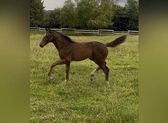 Oldenburg, Mare, Foal (05/2025), 16,2 hh