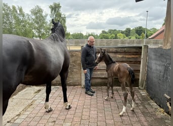 Oldenburg, Mare, , 16,2 hh
