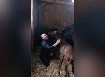 Oldenburg, Mare, , 16,2 hh