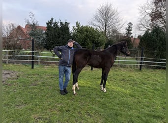 Oldenburg, Mare, Foal (05/2025), 16,2 hh