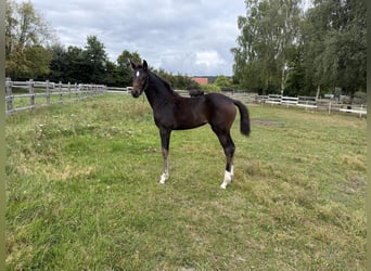 Oldenburg, Mare, Foal (05/2025), 16,2 hh
