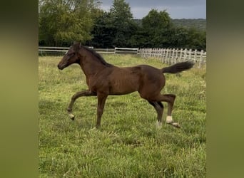 Oldenburg, Mare, Foal (05/2025), 16,2 hh