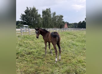 Oldenburg, Mare, Foal (05/2025), 16,2 hh