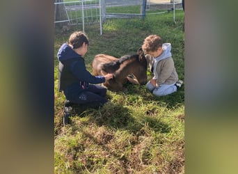 Oldenburg, Mare, , 16,2 hh