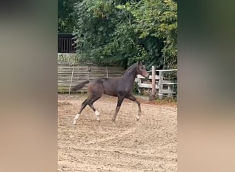 Oldenburg, Mare, Foal (05/2025), 16,2 hh