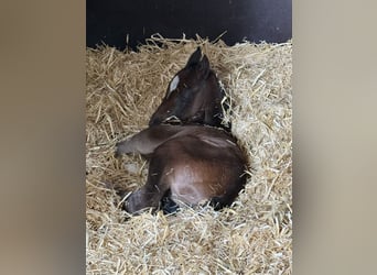 Oldenburg, Mare, Foal (05/2025), 16,2 hh