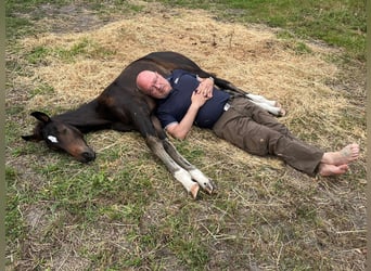 Oldenburg, Mare, Foal (05/2025), 16,2 hh