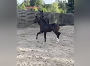 Oldenburg, Mare, Foal (05/2025), 16,2 hh