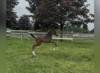 Oldenburg, Mare, Foal (05/2025), 16,2 hh
