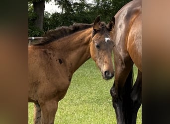 Oldenburg, Mare, , 16,3 hh, Bay-Dark