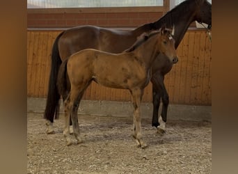 Oldenburg, Mare, , 16,3 hh, Bay-Dark