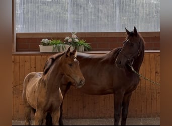 Oldenburg, Mare, , 16,3 hh, Bay-Dark