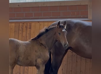 Oldenburg, Mare, , 16,3 hh, Bay-Dark