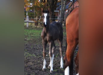 Oldenburg, Mare, Foal (08/2025), 16,3 hh, Black