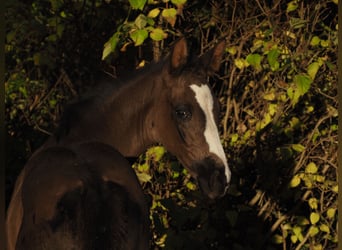 Oldenburg, Mare, Foal (08/2025), 16,3 hh, Black