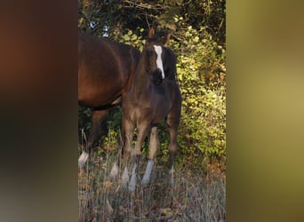 Oldenburg, Mare, Foal (08/2025), 16,3 hh, Black