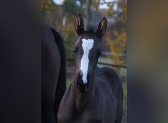 Oldenburg, Mare, Foal (08/2025), 16,3 hh, Black