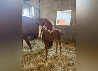 Oldenburg, Mare, , 16,3 hh, Brown