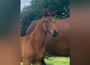 Oldenburg, Mare, , 16,3 hh, Brown