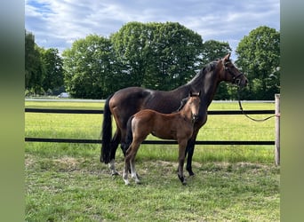 Oldenburg, Mare, , 16,3 hh, Can be white