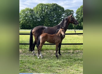 Oldenburg, Mare, , 16,3 hh, Can be white