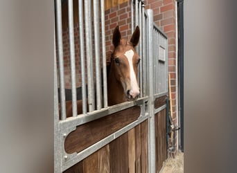 Oldenburg, Mare, Foal (04/2025), 16,3 hh, Chestnut