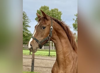 Oldenburg, Mare, Foal (03/2025), 16,3 hh, Chestnut-Red