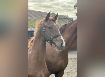 Oldenburg, Mare, Foal (03/2025), 16,3 hh, Chestnut-Red