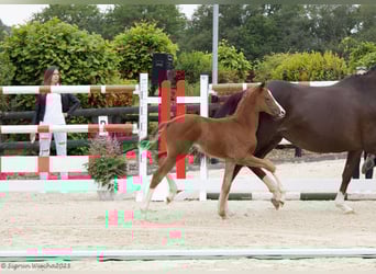 Oldenburg, Mare, Foal (04/2025), 16,3 hh, Chestnut-Red
