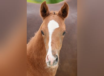 Oldenburg, Mare, Foal (04/2025), 16,3 hh, Chestnut-Red