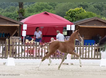 Oldenburg, Mare, Foal (04/2025), 16,3 hh, Chestnut-Red