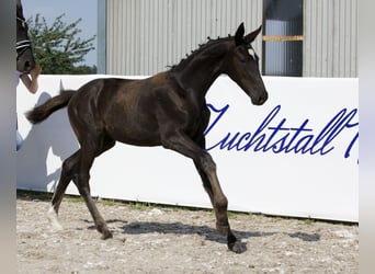 Oldenburg, Mare, Foal (03/2024), 17 hh, Black