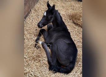 Oldenburg, Mare, Foal (06/2025), 17 hh, Black