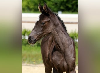 Oldenburg, Mare, Foal (06/2025), 17 hh, Black