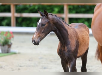 Oldenburg, Mare, , 17 hh, Brown