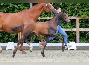 Oldenburg, Mare, , 17 hh, Brown