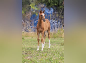 Oldenburg, Mare, Foal (01/2025), 17 hh, Chestnut-Red