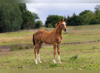 Oldenburg, Mare, Foal (01/2025), 17 hh, Chestnut-Red
