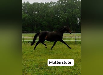Oldenburg, Mare, Foal (06/2025), 17 hh
