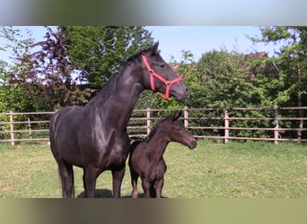 Oldenburg, Mare, Foal (04/2025), Bay-Dark