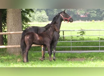 Oldenburg, Mare, Foal (04/2025), Bay-Dark