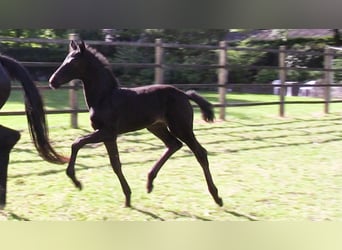 Oldenburg, Mare, Foal (04/2025), Bay-Dark