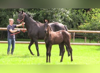 Oldenburg, Mare, Foal (04/2025), Bay-Dark