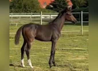 Oldenburg, Mare, Foal (05/2025), Bay-Dark