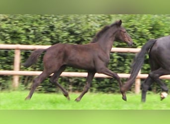 Oldenburg, Mare, Foal (04/2025), Bay-Dark