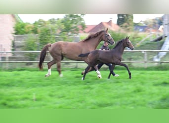 Oldenburg, Mare, Foal (06/2026), Bay-Dark