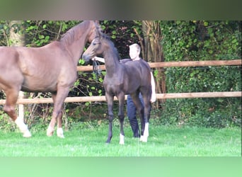 Oldenburg, Mare, Foal (06/2026), Bay-Dark