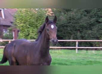 Oldenburg, Mare, Foal (06/2026), Bay-Dark