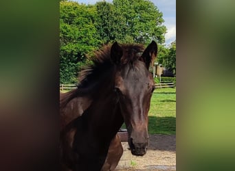 Oldenburg, Mare, Foal (04/2025), Bay-Dark
