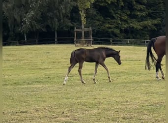 Oldenburg, Mare, Foal (06/2026), Bay-Dark